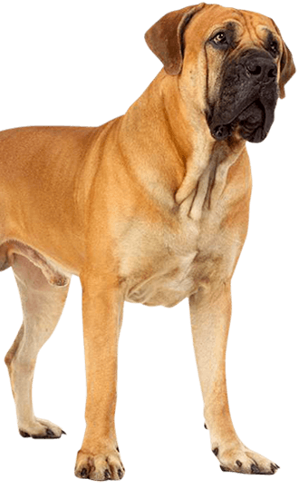 Dog with lovers