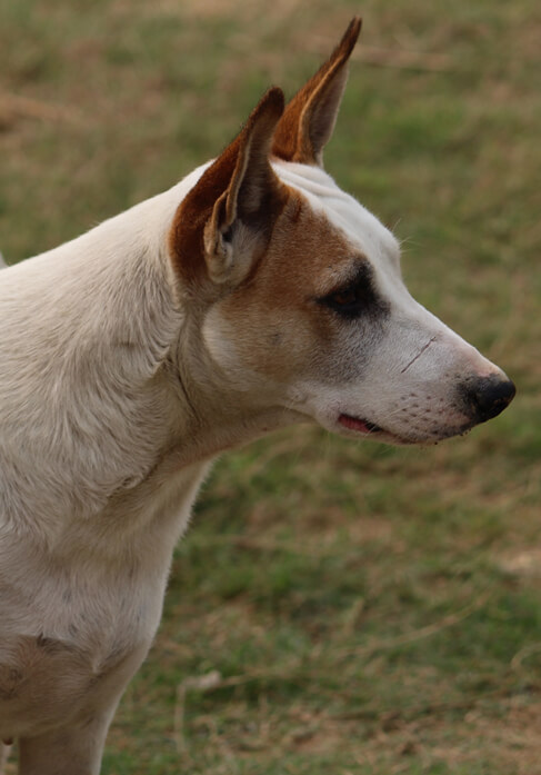 Dog with lovers