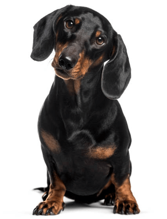 Dog with lovers