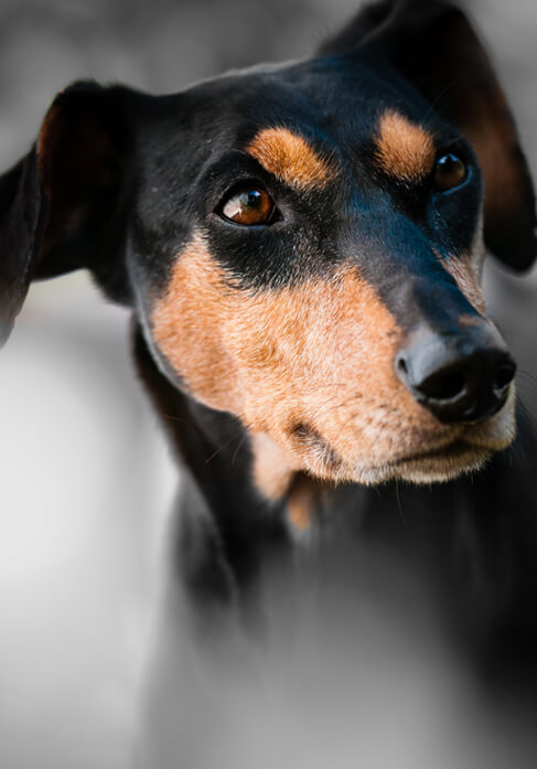 Dog with lovers