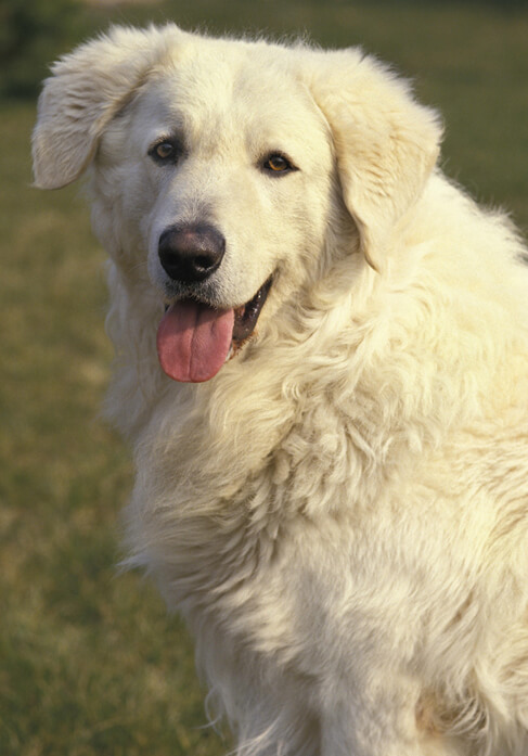Dog with lovers